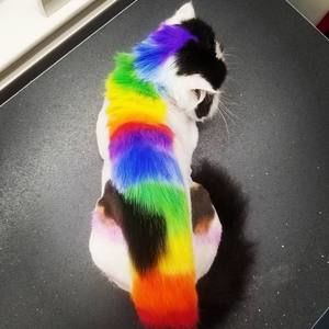 Meet your Posher, Virlie